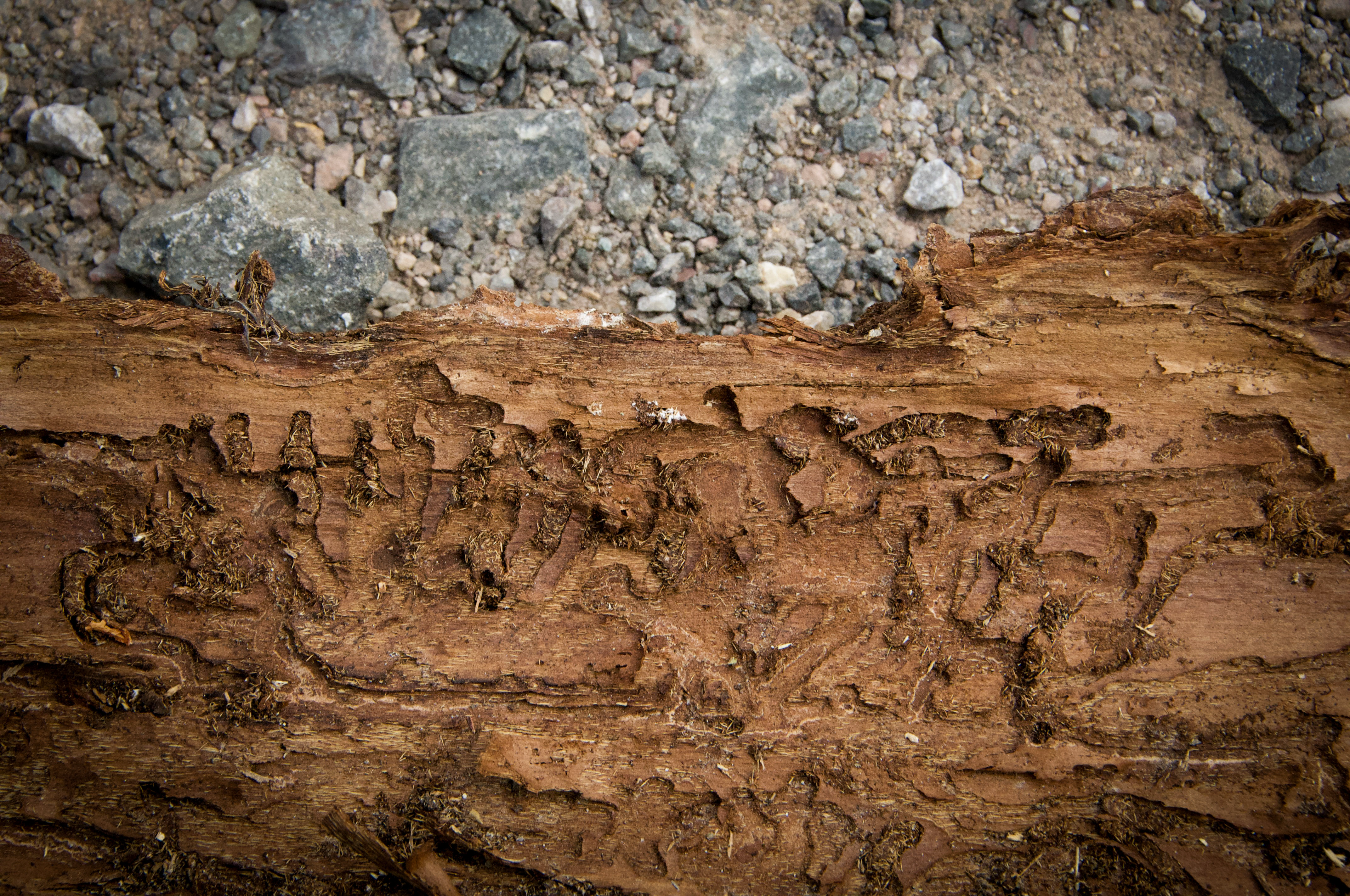 Bark beetle gallery etched into spruce wood beneath the bark