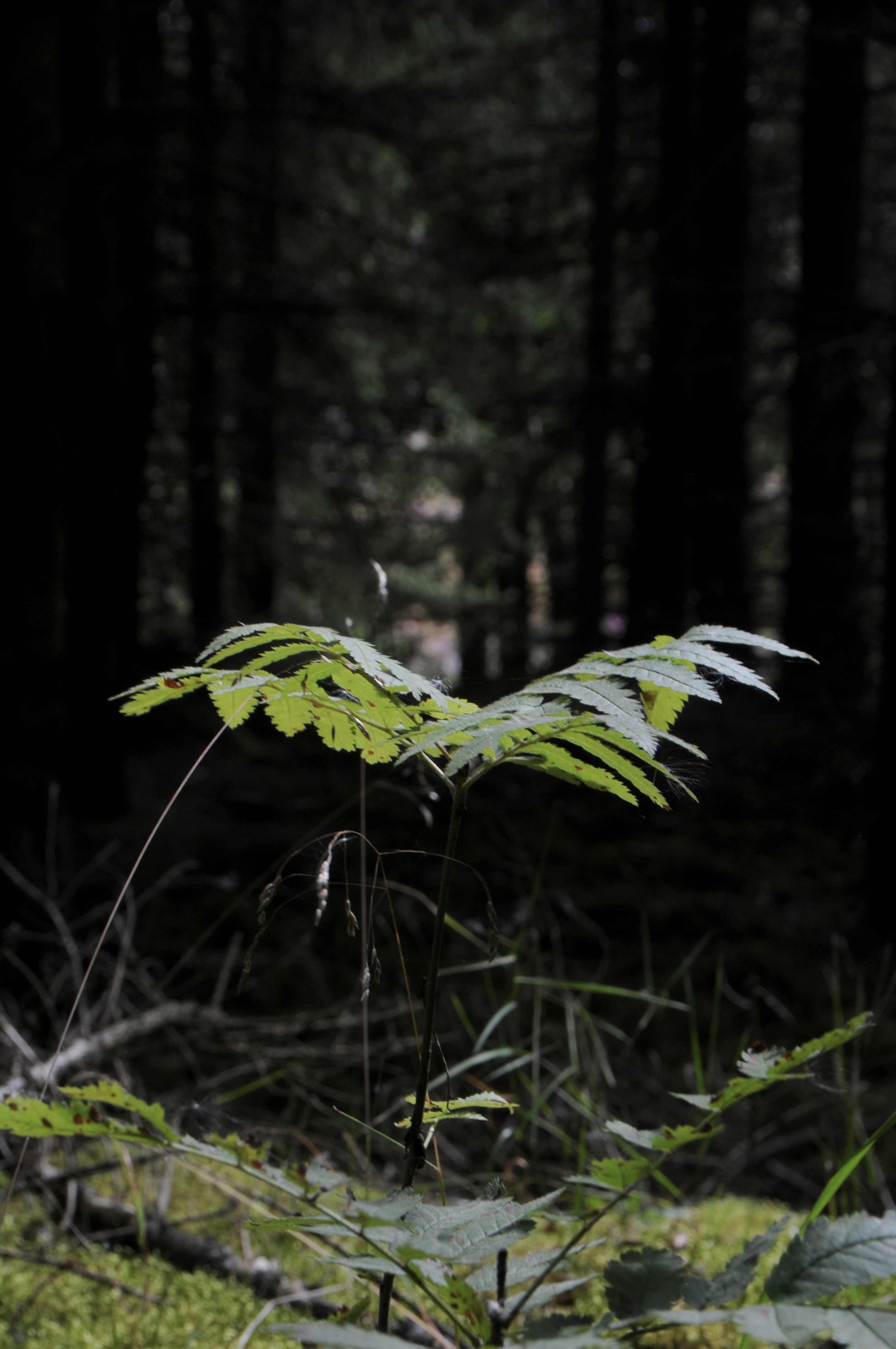 Bracken fern in dappled forest light, Harz National Park