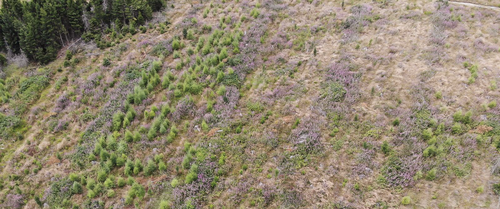 Aerial view of pioneer vegetation and replanted saplings in a Naturentwicklungszone, Harz